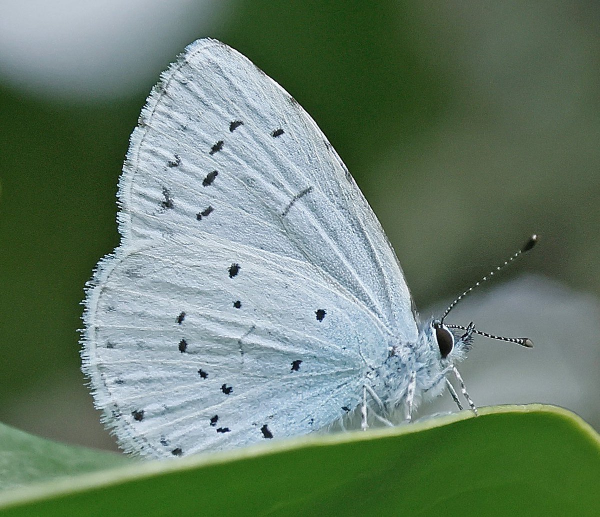 nikols_steve's tweet image. Second brood Holly Blue in the back garden. @BCWarwickshire @savebutterflies