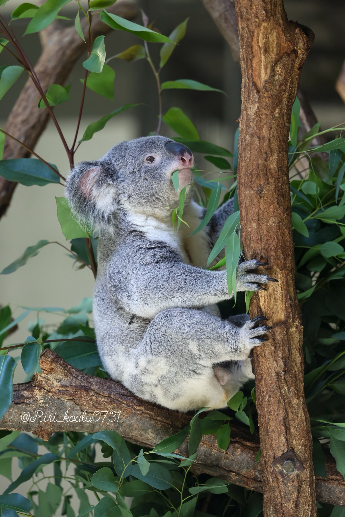 29個　どうぶつ着ぐるみマスコットこぶた・ライオン・コアラ・キリン編　まとめ売り サンリオ どうぶつ着ぐるみマスコット ブタ キリン コアラ