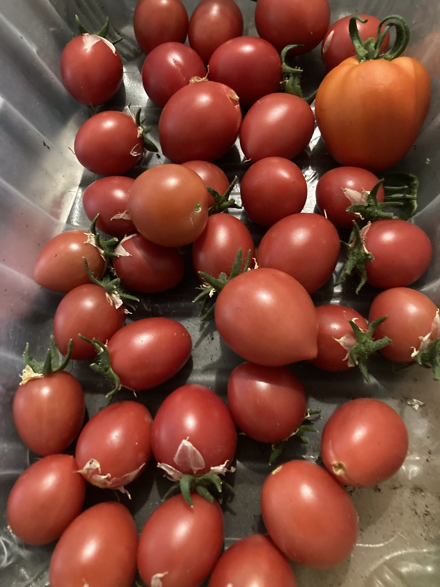 World Jam Festival & Awards tweet media