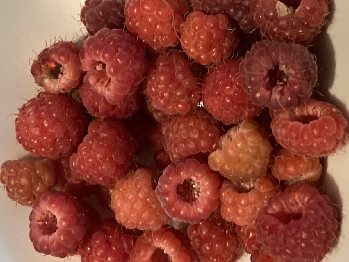 World Jam Festival & Awards tweet media