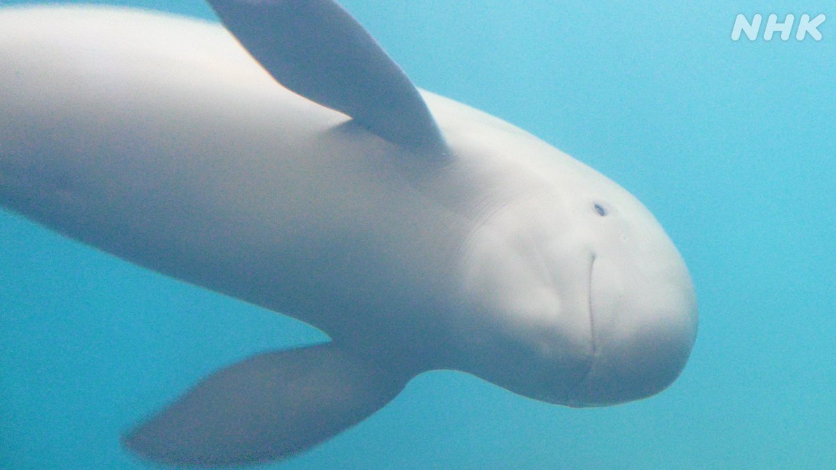 NHK_PR's tweet image. 【夏だー! ゾクゾク水族館】
サメいっぱいの水族館へ。
16匹いる水槽にヒトが入るとかで。
そして、キンチャクの新種を発表している研究者も登場。
水族館に行くにはいい時期です(暑いし)
ウチのどうぶつえん
25(金)夜7:25 #Eテレ
▼予告動画 ♪デーレン(サメ)▼
nhk.jp/p/uchidou/ts/9…
