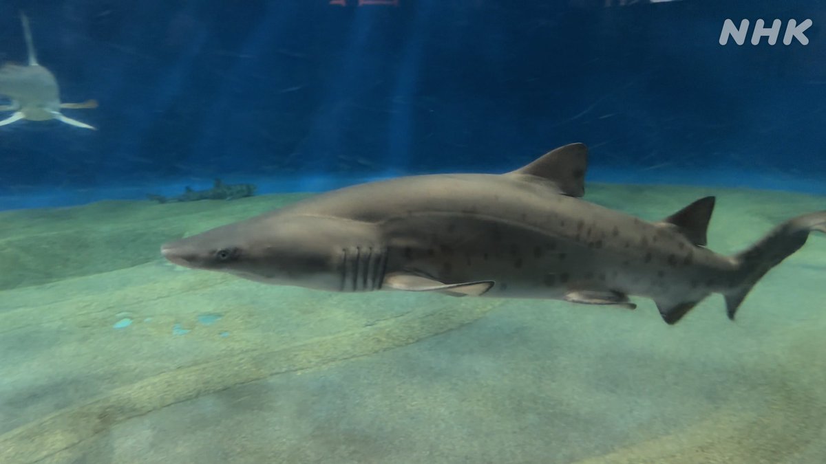 NHK_PR's tweet image. 【夏だー! ゾクゾク水族館】
サメいっぱいの水族館へ。
16匹いる水槽にヒトが入るとかで。
そして、キンチャクの新種を発表している研究者も登場。
水族館に行くにはいい時期です(暑いし)
ウチのどうぶつえん
25(金)夜7:25 #Eテレ
▼予告動画 ♪デーレン(サメ)▼
nhk.jp/p/uchidou/ts/9…