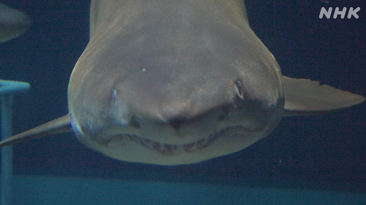 NHK_PR's tweet image. 【夏だー! ゾクゾク水族館】
サメいっぱいの水族館へ。
16匹いる水槽にヒトが入るとかで。
そして、キンチャクの新種を発表している研究者も登場。
水族館に行くにはいい時期です(暑いし)
ウチのどうぶつえん
25(金)夜7:25 #Eテレ
▼予告動画 ♪デーレン(サメ)▼
nhk.jp/p/uchidou/ts/9…