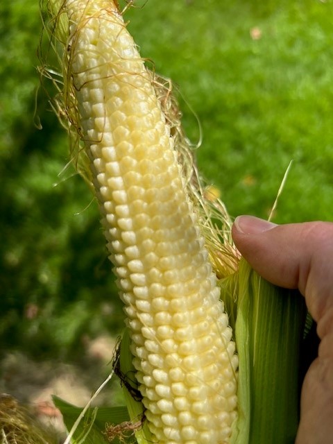 HTSCommodities's tweet image. Some fine looking #corn with obviously no problems in western Minnesota. Both are from the same field that we&apos;ve been posting pictures from this crop year. Beyond a great yield potential in this field/area we don&apos;t read much into it. Lots of time and lots of acres in the US.