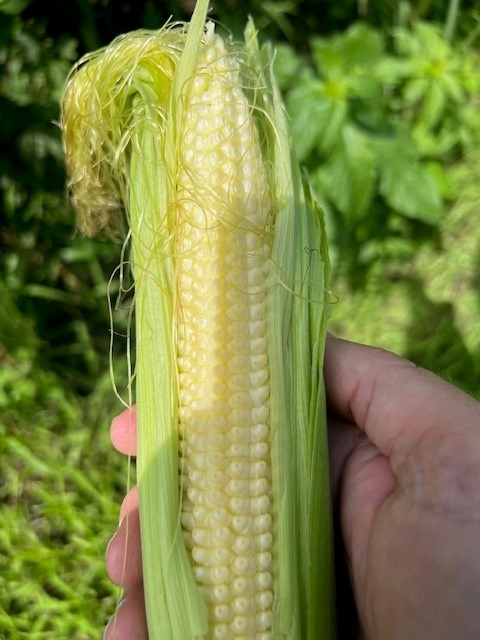 HTSCommodities's tweet image. Some fine looking #corn with obviously no problems in western Minnesota. Both are from the same field that we&apos;ve been posting pictures from this crop year. Beyond a great yield potential in this field/area we don&apos;t read much into it. Lots of time and lots of acres in the US.
