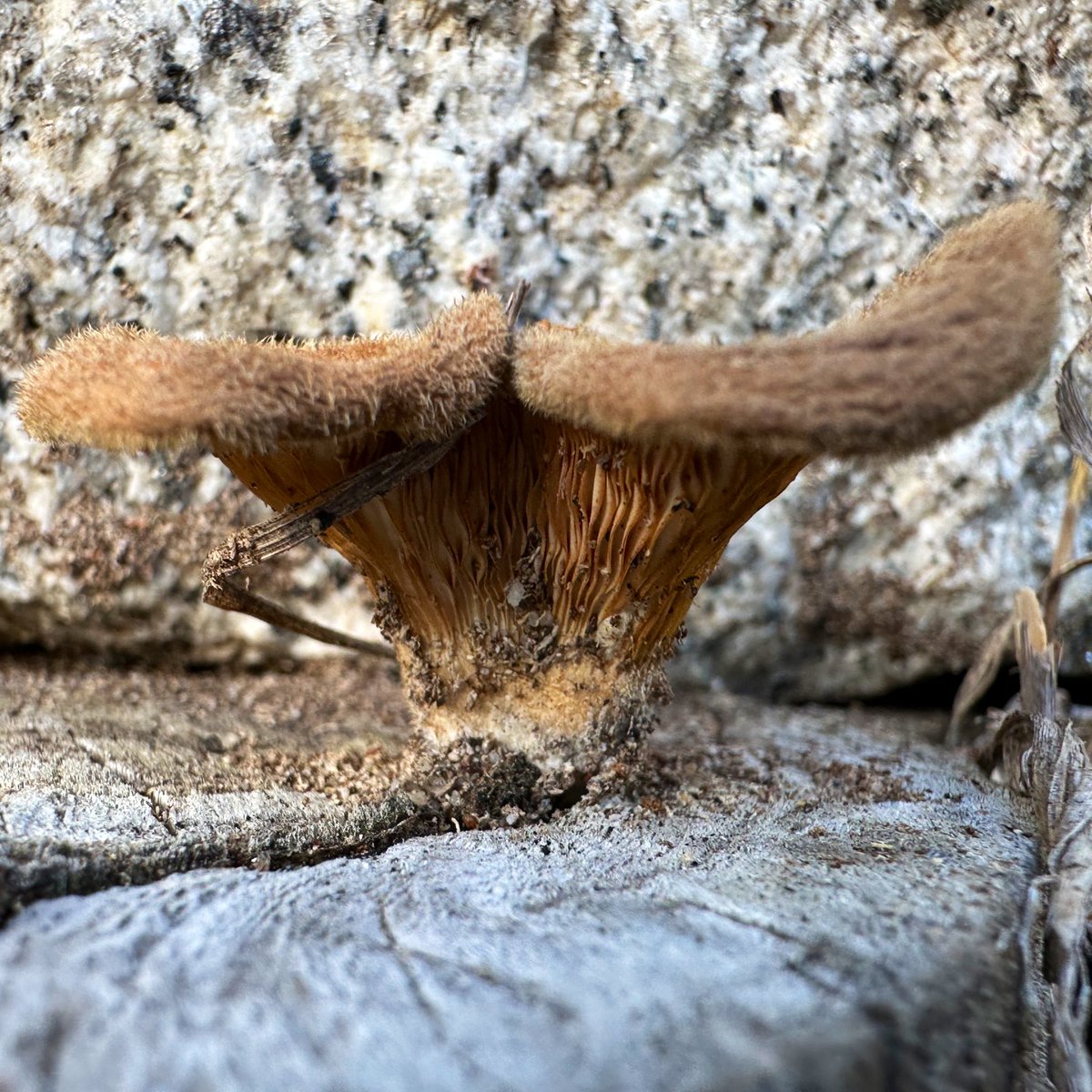 ikar0sc's tweet image. Marching two by two 

#MushroomOfYesterday