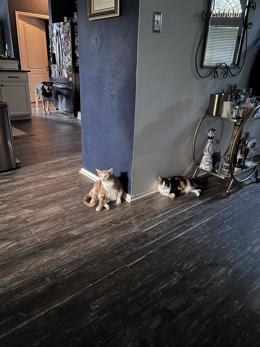 ohjazzyjazzy's tweet image. The breakfast committee will decide your fate..
But first make us eggs, chorizo and tortillas !
PRONTO