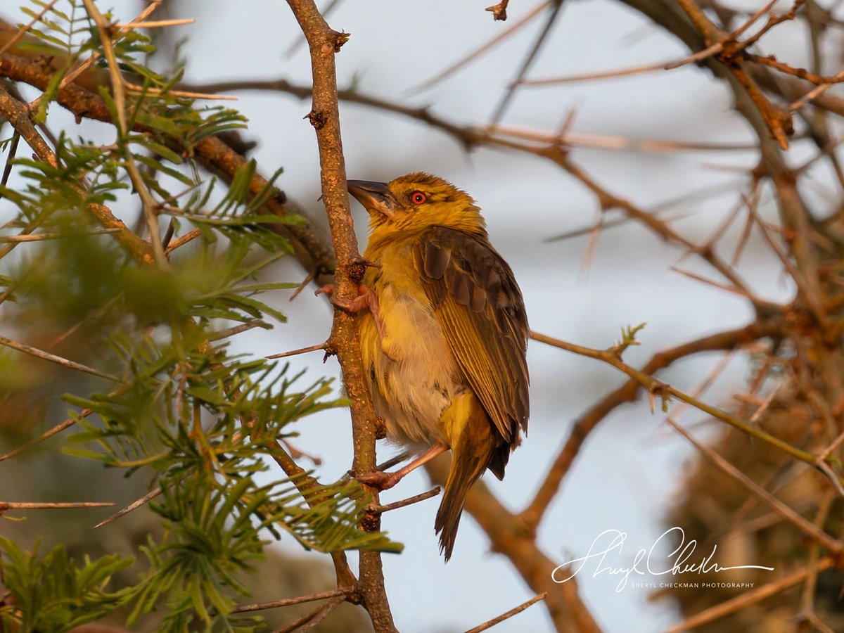 DiveArtist's tweet image. Male and female (3rd pic) Village Weavers at Queen Elizabeth Park, Uganda.
#villageweaver #ugandabirds #ugandawildlife #birdcpp #BirdsSeenIn2025
