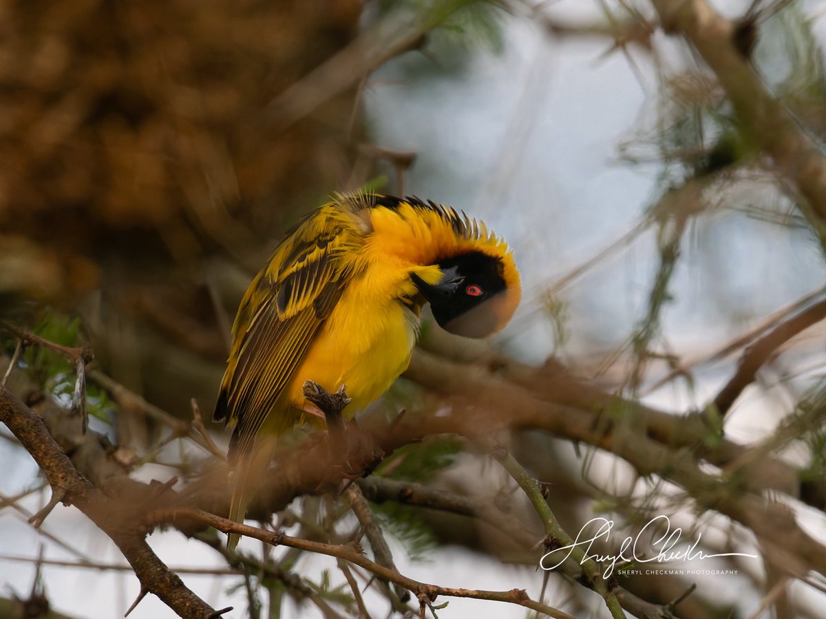 DiveArtist's tweet image. Male and female (3rd pic) Village Weavers at Queen Elizabeth Park, Uganda.
#villageweaver #ugandabirds #ugandawildlife #birdcpp #BirdsSeenIn2025