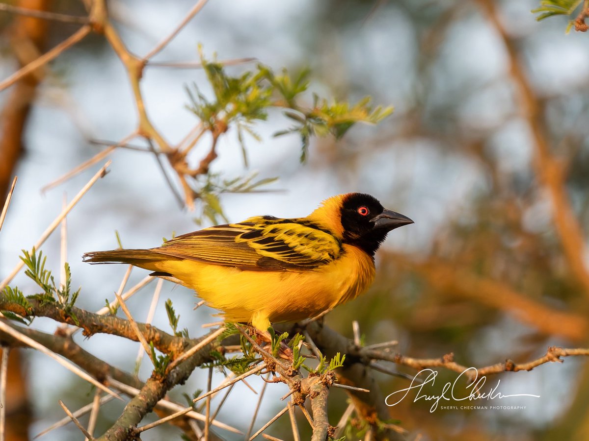 DiveArtist's tweet image. Male and female (3rd pic) Village Weavers at Queen Elizabeth Park, Uganda.
#villageweaver #ugandabirds #ugandawildlife #birdcpp #BirdsSeenIn2025
