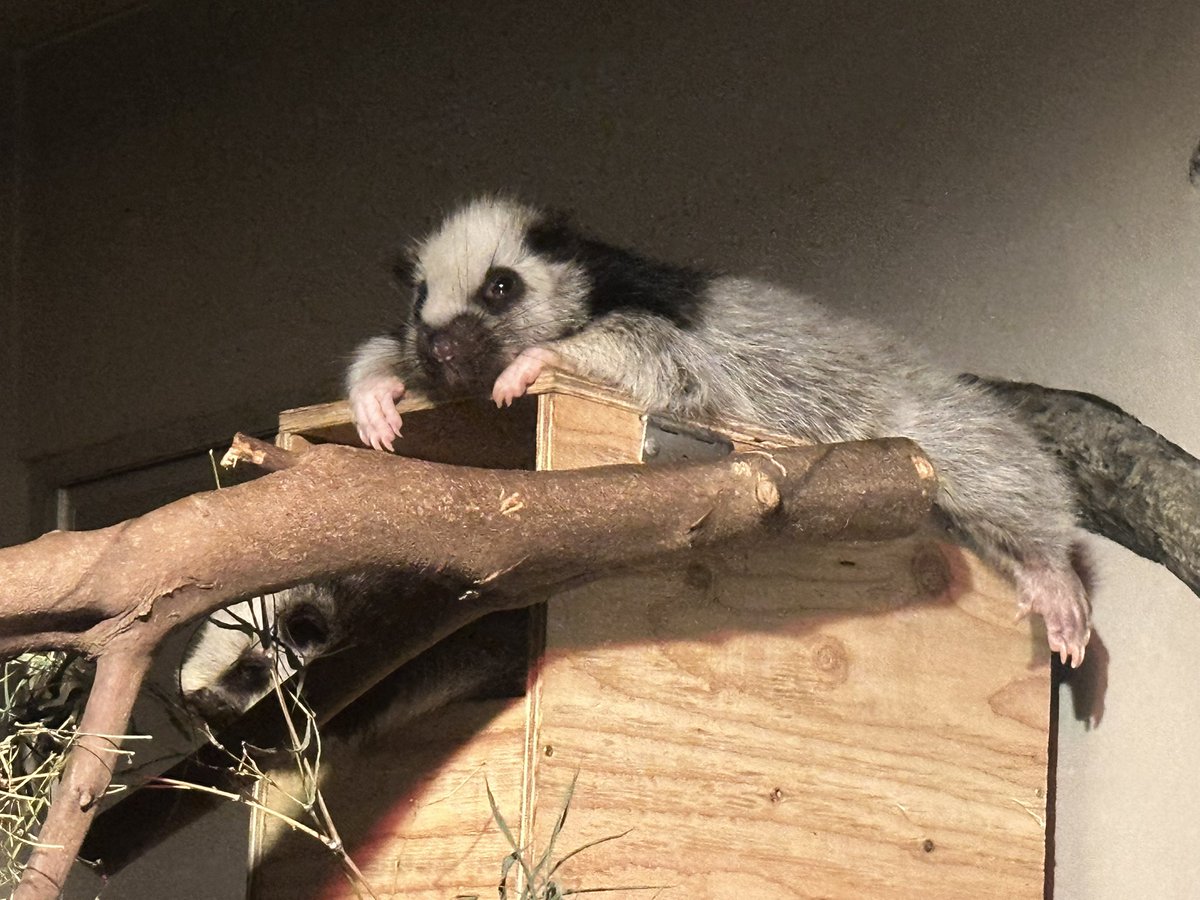 bpgjack's tweet image. お名前もついたよ。

#日本平動物園
#ウスイロホソオクモネズミ
#アメ
#ハレ
#夜行性動物館の魅力を伝え隊