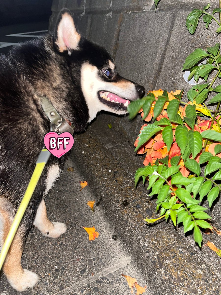 黒柴くぅ (@kuu_kuroshiba) / Posts / X