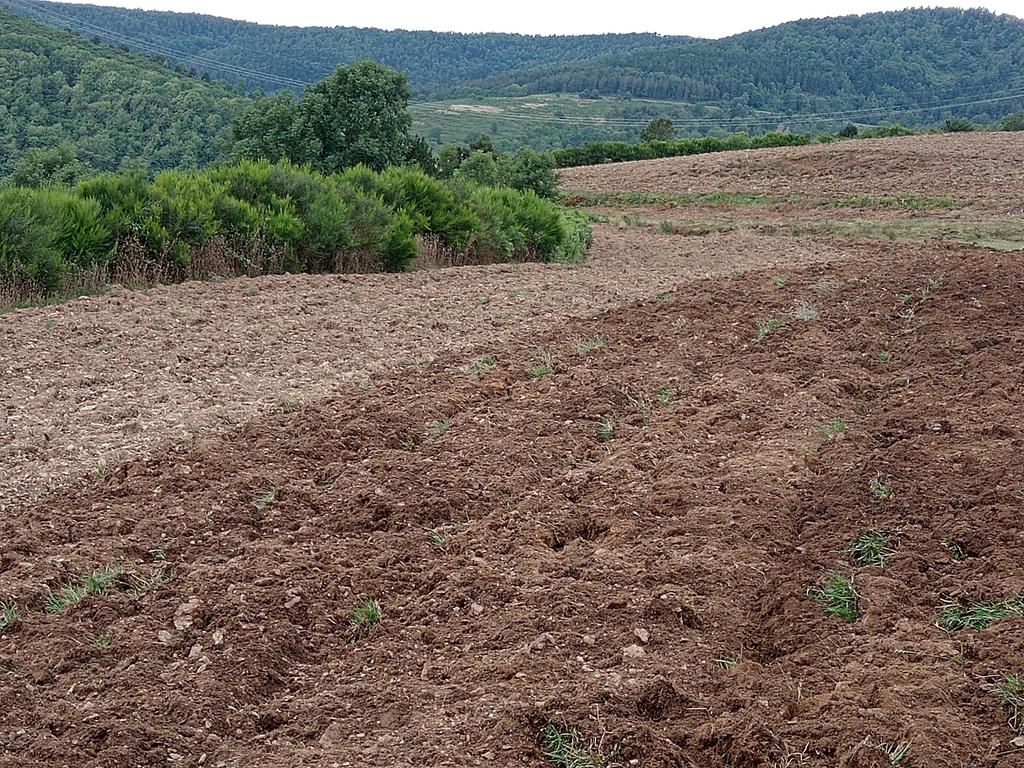 xaiecologic's tweet image. Quan era un sagal i despotricava de la fàbrica i d'aquell ambient d'amargor, la iaia sempre em deia:
Ai Jordi, on vols anar bou que no llauris?
Avui el bou llaura la "seva" terra i no el mana ningú.
A vegades penso què em diria la meu iaia..
#HistòriesDeMuntanya
#Iaia❤️
#Seguim💪