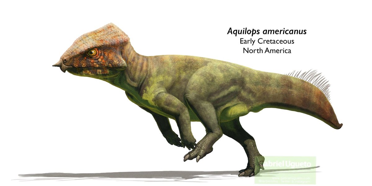 knight_Steve_'s tweet image. I've seen people say Dolores the Aquilops in Jurassic World Rebirth should be a Protoceratops instead or even Psittacosaurus. But does her design really look that Protoceratops like?