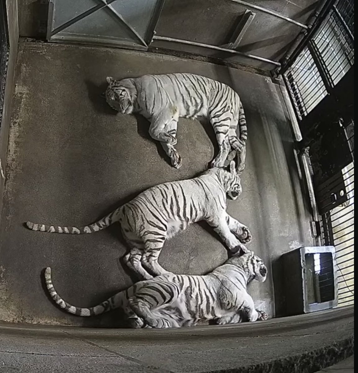 ちゃんみー on X