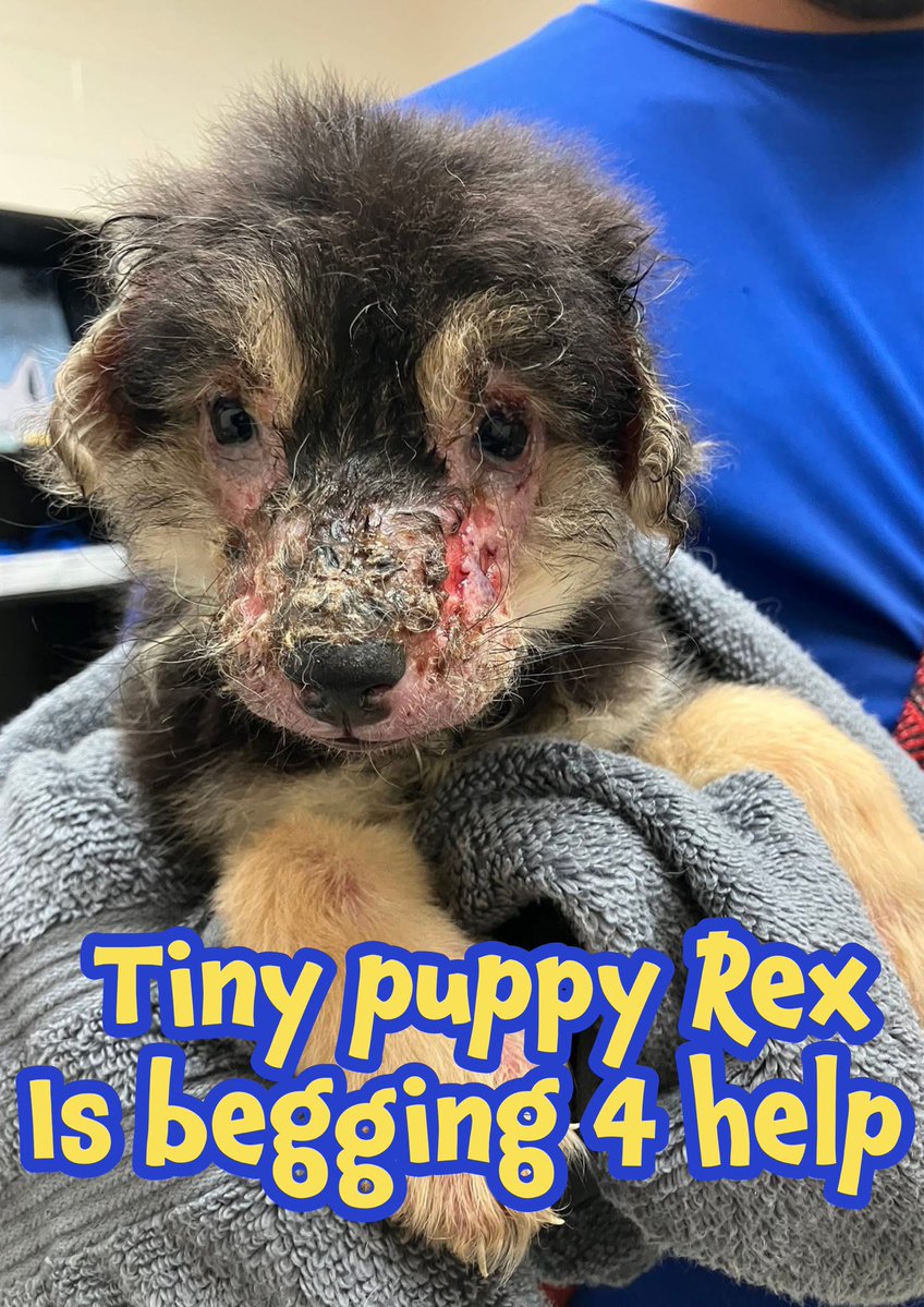 🆘Plz SAVE REX’S TINY HEART #A382928
NEEDS URGENT MEDICAL RESQ
🔥7/28🔥
9wk old 4lb pup’s in DISTRESS
HIS little body’s COVERED in PAINFUL red &amp; SORE inflamed skin💔
Swollen eyes BEGGING 4 relief😭
An unimaginable start 2 his little life🥲
🙏🏻Plz #Pledge4Rescue vet care
Contact: