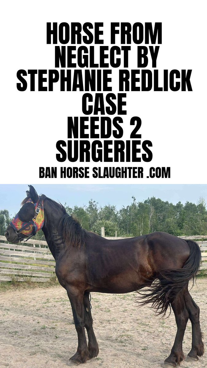 Ban Horse Slaughter (@horseslaughter_) on Twitter photo #stephanieredlick facing criminal charges today - meanwhile Xena needs 2 surgeries bit.ly/46RYIjA <==
<a href="/MeetYourMeatNo1/">🐎🐎Meet our Horse Meat🐎🐎</a> <a href="/horse_fund/">Horse Rescue Fund</a> <a href="/Brumby_Facts/">Brumby.facts</a> @marie_bennett <a href="/jannarden/">Jann “stop live horse export” Arden</a> #stephanieredlick facing criminal charges today - meanwhile Xena needs 2 surgeries bit.ly/46RYIjA <==
<a href="/MeetYourMeatNo1/">🐎🐎Meet our Horse Meat🐎🐎</a> <a href="/horse_fund/">Horse Rescue Fund</a> <a href="/Brumby_Facts/">Brumby.facts</a> @marie_bennett <a href="/jannarden/">Jann “stop live horse export” Arden</a>
