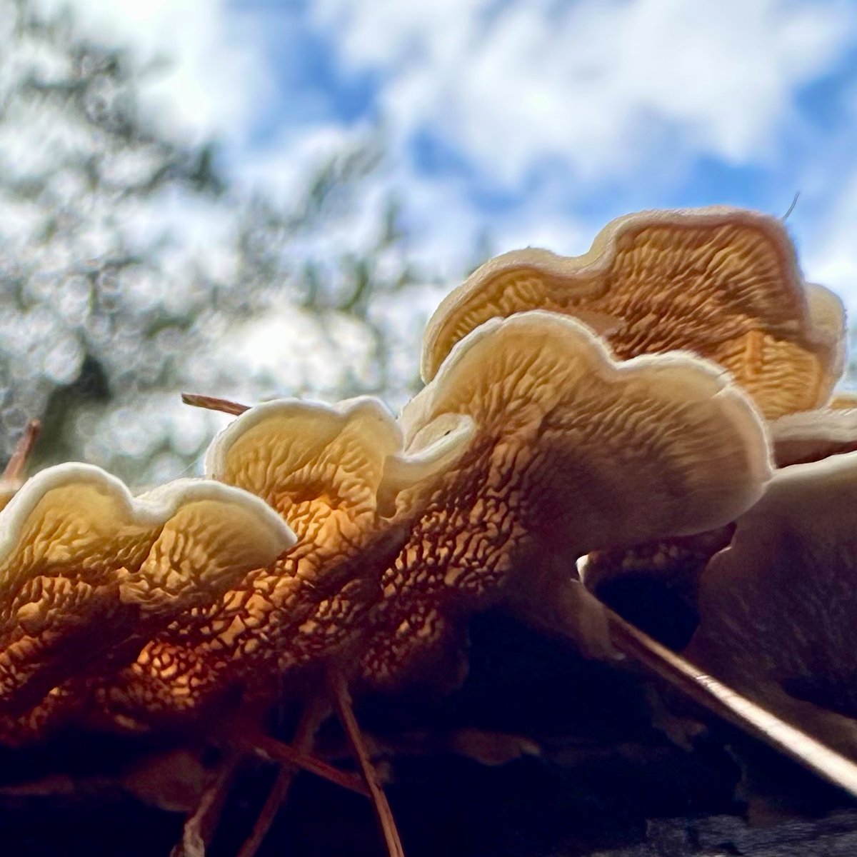 ikar0sc's tweet image. Sunlit waves &amp;amp; sky

#TurkeyTailThursday
#MushroomOfTheDay
