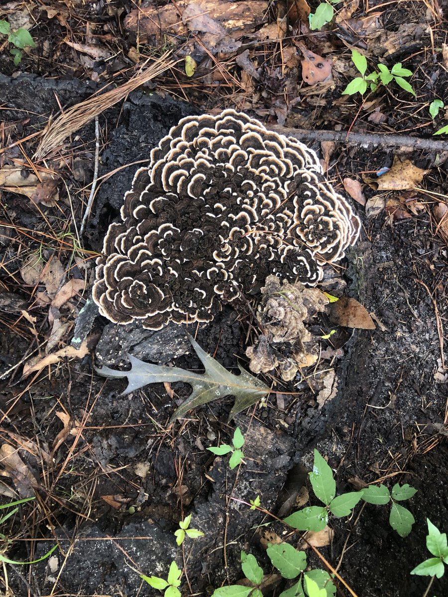 New #mushrooms pop up after every July rain in #Florida. #life #fungi