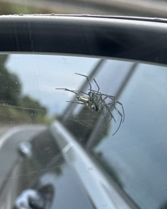 muto_keiji's tweet image. 山梨・白州からの帰り道。
バックミラーにクモ🕷️が!!
何と!俺の家まで💦
お前、、凄い握力だな〜〜‼️
長距離をタダ乗りしたぞ〜〜