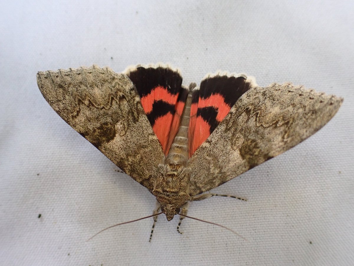 markhows's tweet image. 50 species in a wet nature reserve. (VC29) this morning, the rather smart red underwing was the pick.