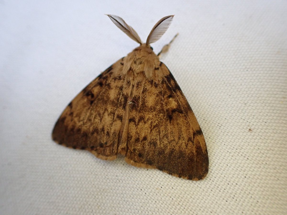 markhows's tweet image. 50 species in a wet nature reserve. (VC29) this morning, the rather smart red underwing was the pick.