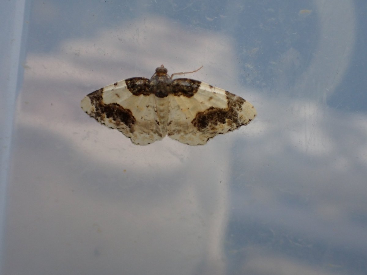markhows's tweet image. 50 species in a wet nature reserve. (VC29) this morning, the rather smart red underwing was the pick.