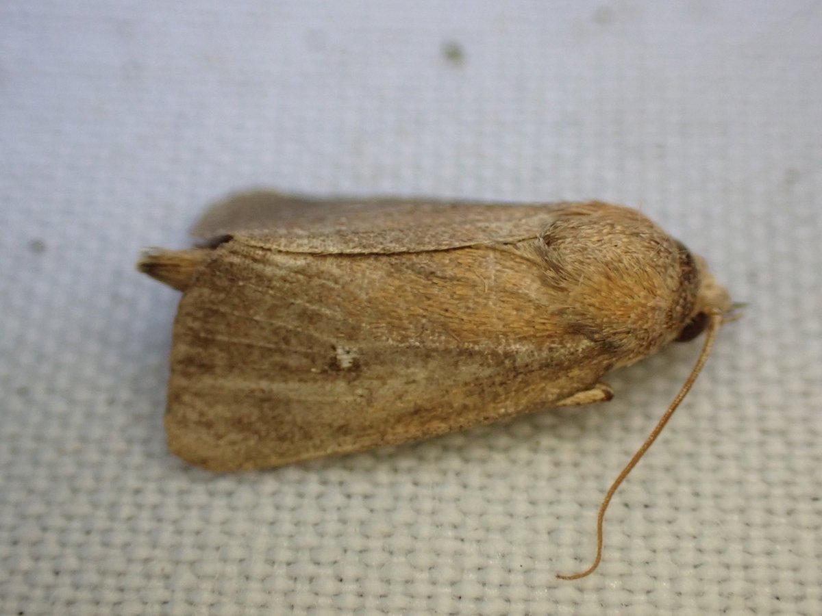 markhows's tweet image. 50 species in a wet nature reserve. (VC29) this morning, the rather smart red underwing was the pick.