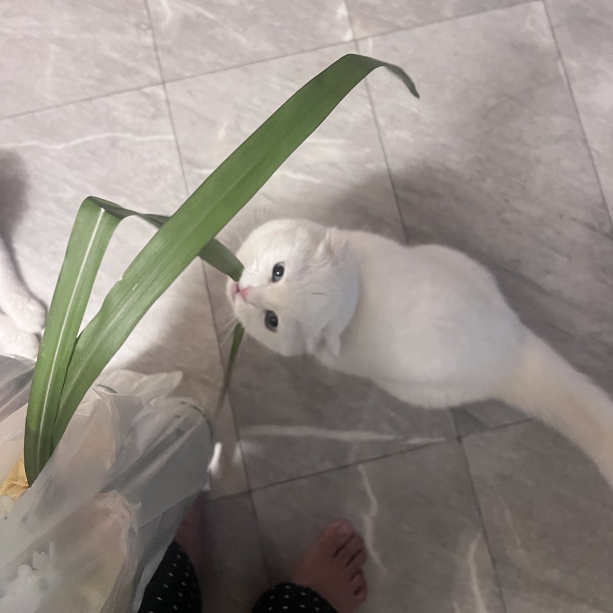 เอาอ้อยดำมาจัดแจกัน ยังไม่ทันวางถุงดอกไม้