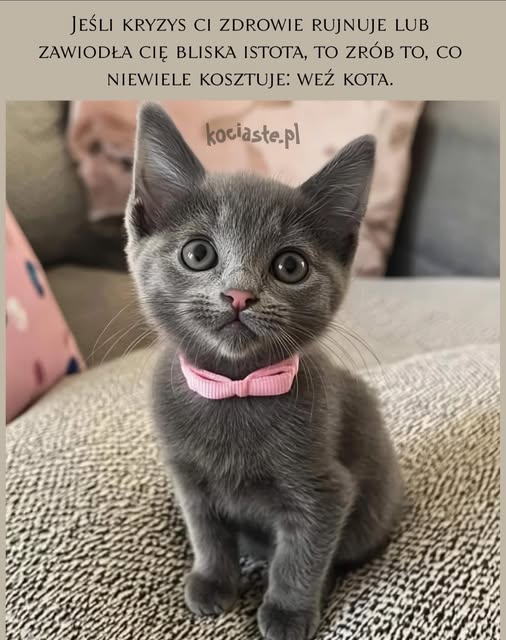 Pustelnik5's tweet image. 