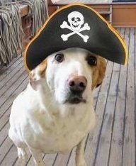 <a href="/WonderWilbur/">Wilbur the Wonder & Ernie the Explorer</a> <a href="/Coopers_PR_Mom/">CLawGrl & Cooper 🐾</a> <a href="/ElizGriff2016/">Elizabeth Griffith</a> <a href="/DottieMinerva1/">Dottie Minerva</a> <a href="/Minniecat16/">Arya, Lt Colonel in ZS 💔Delilah, George, Wilma</a> <a href="/websparx/">Rocket 🚀 Dawg & memories of 🌈 Sugar</a> <a href="/annielynnshea/">Adrienne & Rugie</a> <a href="/BogartSmith3/">Corporal Cheeto the Marvelous</a> <a href="/MingxiTzu/">MingxiTzu 🇨🇦</a> <a href="/Mickeypaws1/">Mickey Paws 🐾🐾</a> <a href="/elvisbulldoguk1/">The Adventures of Elvis,Teddy,Bear,Cookie and Coco</a> <a href="/AffieObi/">Mina the Menace & Ira the Imp</a> <a href="/lucymagsisfurs/">😇 Lucy Lu 🌈💔 and Maggie May - Beagle Sisfurs</a> <a href="/thecockerbros/">𝔻𝕠𝕔 𝕒𝕟𝕕 ℍ𝕒𝕡𝕡𝕪</a> <a href="/TuckerDude1/">Tucker</a> <a href="/AkitaHampton/">Hampton the Akita</a> Oh, I'm ready! #ZSPirateMonth