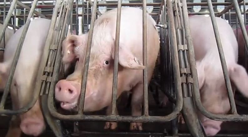 If you are claustrophobic , imagine spending your whole life in a crate so small you can't even turn around. That's the reality for mother #pigs. 💔
