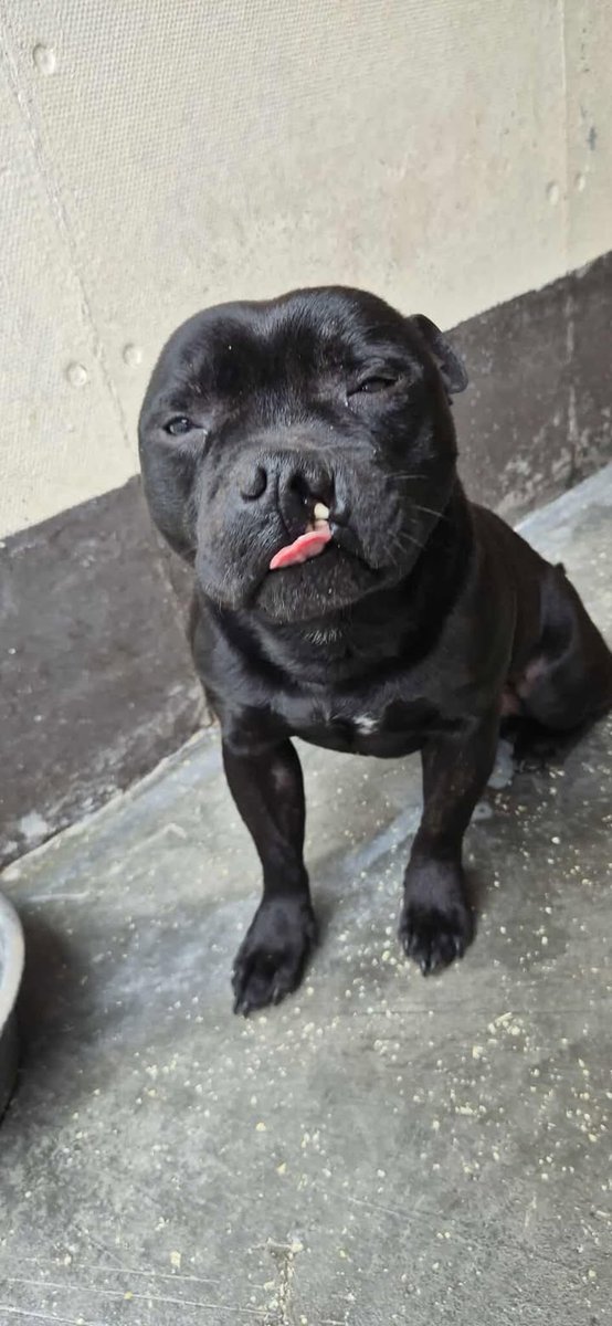 AdoptionsUk's tweet image. Please retweet to help find the owner or a new home for this stray/abandoned dog found #STOKE #STAFFORDSHIRE #UK Now in a council pound!!
ARE YOU MISSING ME?
PENDING MEET AND GREET ALSO IF NOT RE-CLAIMED AFTER 29/07/2025
This older lad was found in BIDDULPH-STAFFS MOORLANDSβ¦