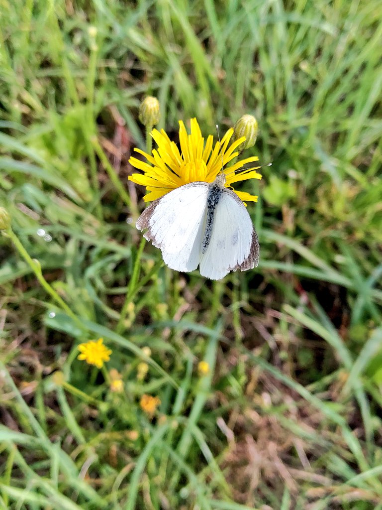 CptKitty0815's tweet image. 🦋 Spaziergang am Morgen = guter Start in den Tag! 🦋