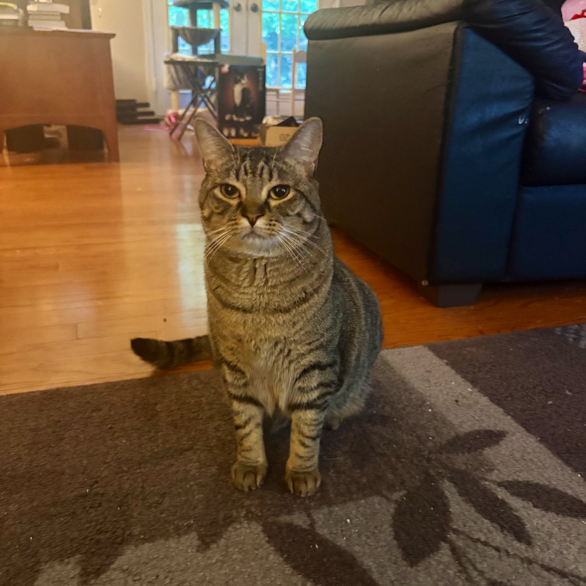 aliciaandrz's tweet image. 90 weeks sober today.
in lieu of a selfie please accept this picture of my cat.