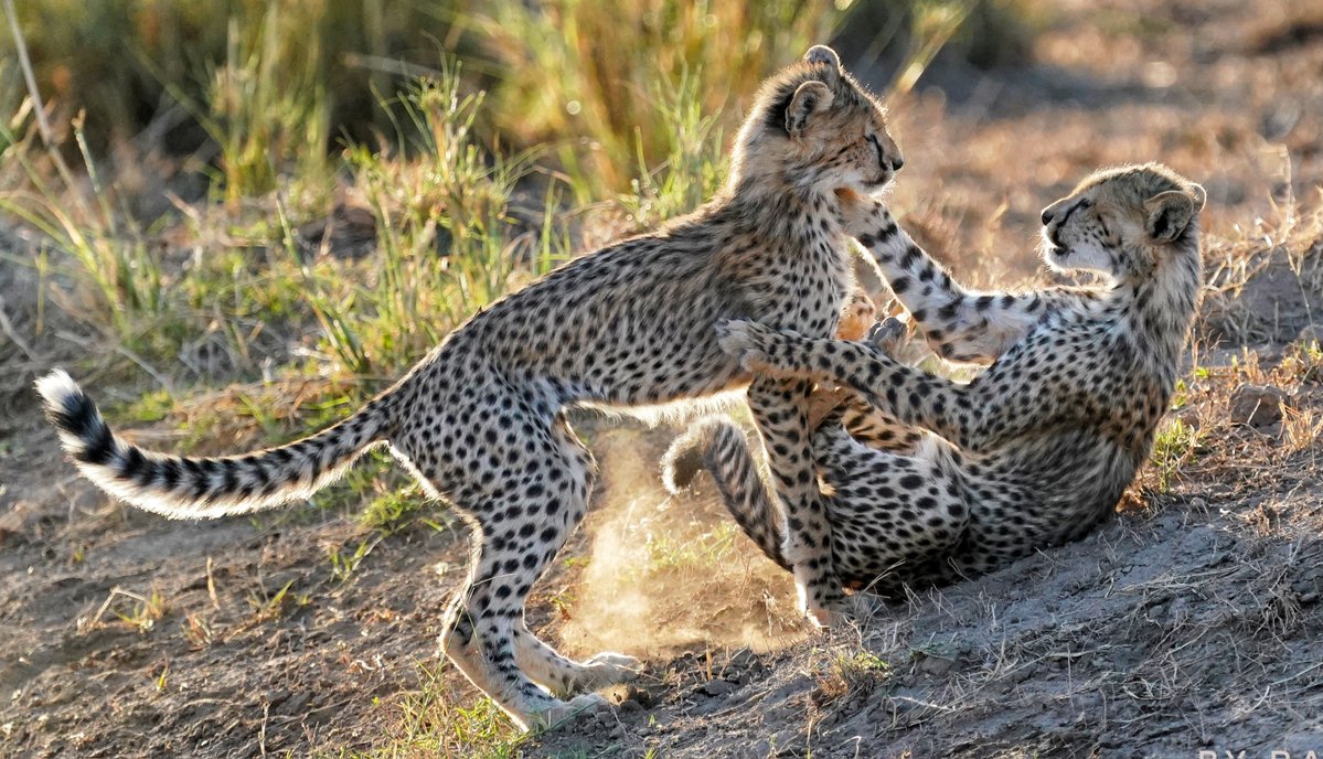 CCFCheetah's tweet image. Meet our #Photographer of the Month, #veterinarian and #conservationist Dr. Ralf Tobias! His love for African #wildlife was first sparked by the #nature documentaries he watched on television – and later an encounter with a king cheetah while in veterinary school help to shape a…