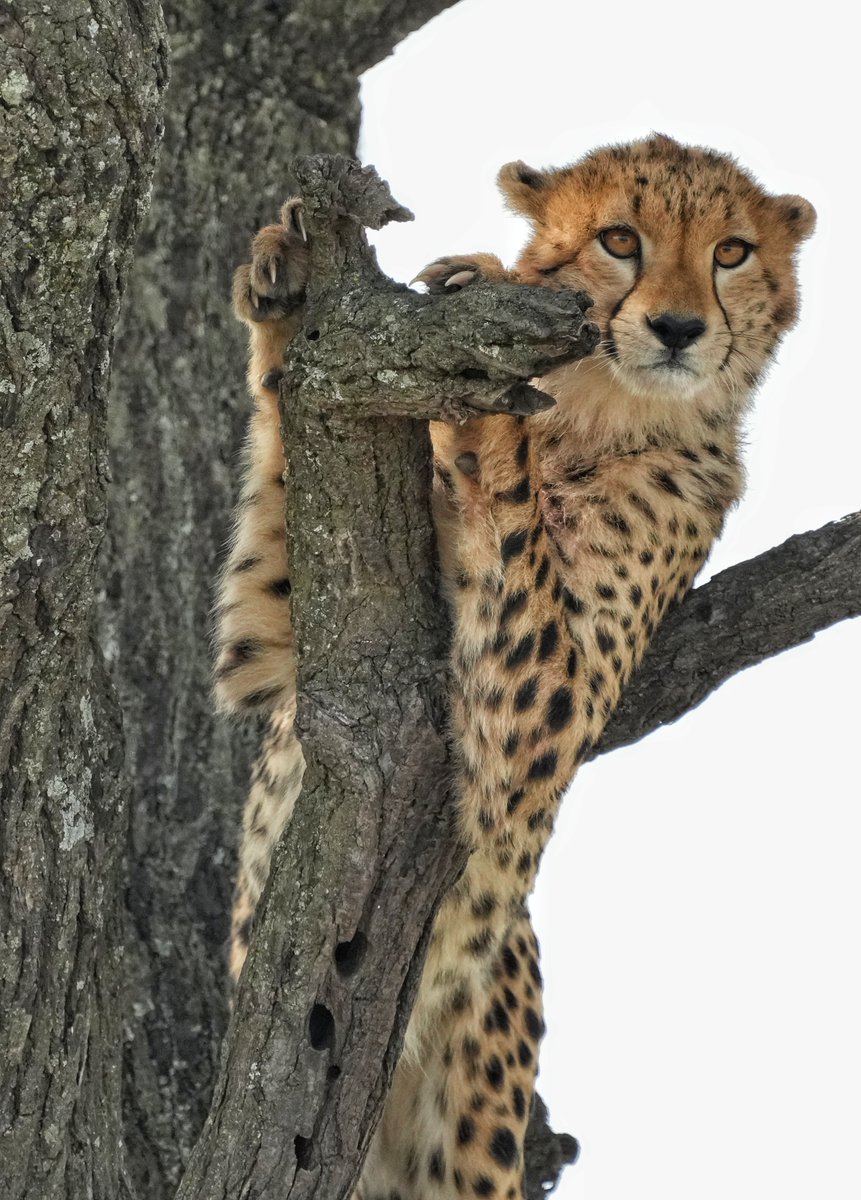 CCFCheetah's tweet image. Meet our #Photographer of the Month, #veterinarian and #conservationist Dr. Ralf Tobias! His love for African #wildlife was first sparked by the #nature documentaries he watched on television – and later an encounter with a king cheetah while in veterinary school help to shape a…