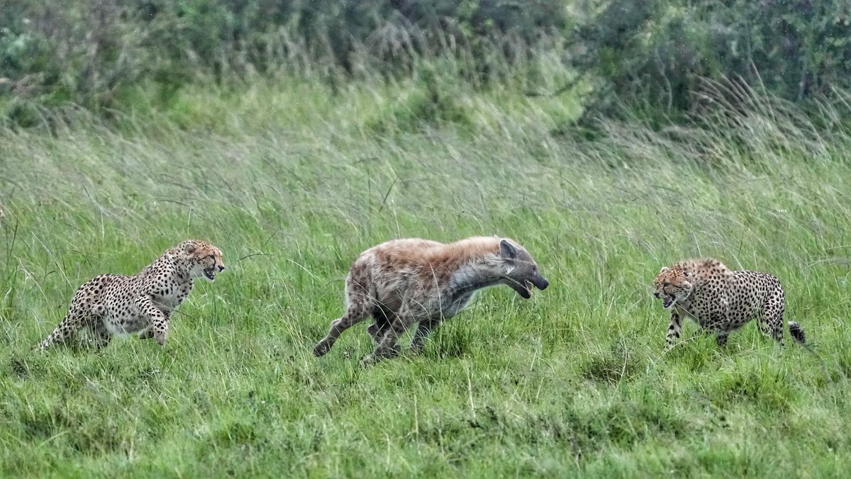 CCFCheetah's tweet image. Meet our #Photographer of the Month, #veterinarian and #conservationist Dr. Ralf Tobias! His love for African #wildlife was first sparked by the #nature documentaries he watched on television – and later an encounter with a king cheetah while in veterinary school help to shape a…