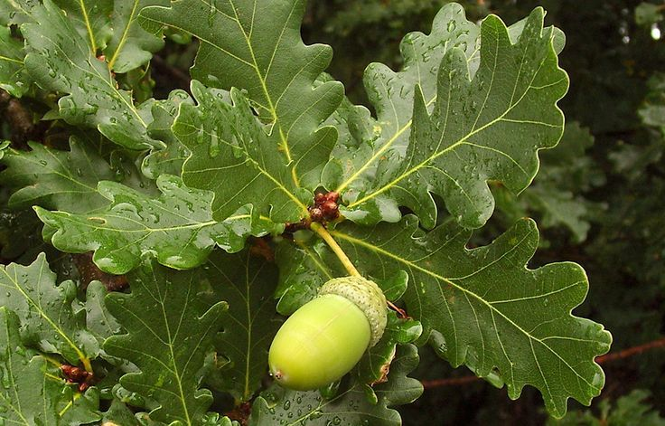GermanPriestess's tweet image. The oak tree is particularly sacred to European tribes.
On this day β Thor's Day, Donar's Day or Jupiter's, Zeus', PerkΕ«nas', Perun's Day β we shall honor this memory.
May the oak trees of Europa grow stronger & mightier than ever before.β‘οΈ