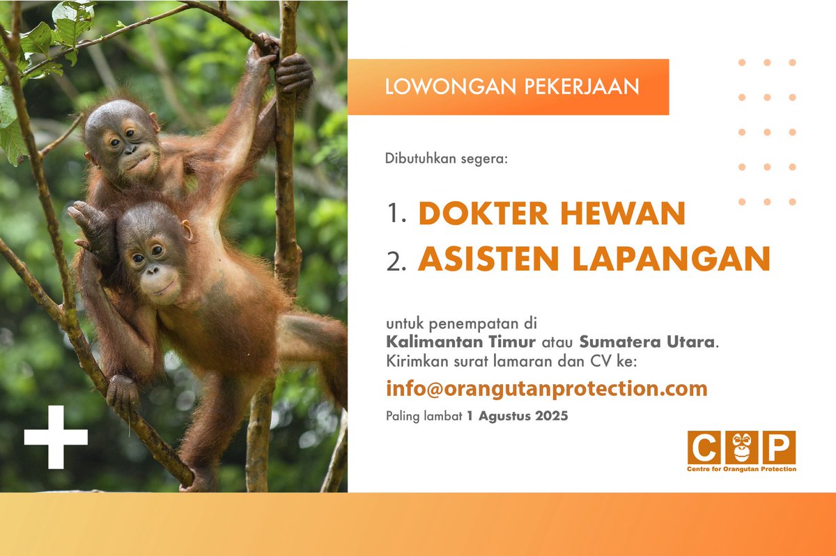 Centre for Orangutan Protection membutuhkan dokter hewan di wilayah kerja Kaltim atau Sumut. Selain itu posisi beberapa asisten lapangan dengan latar belakang keilmuan juga terbuka untuk memulai karier di dunia konservasi. 
Email ke info@orangutanprotection.com