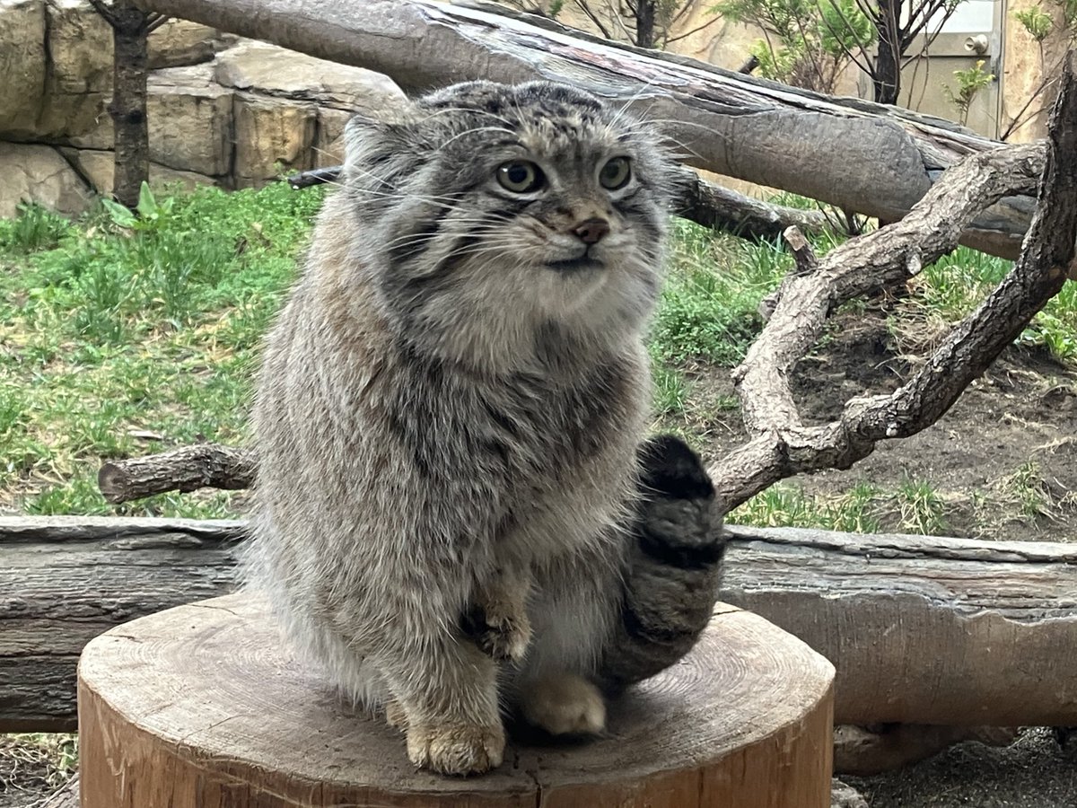 mitaka_doooon's tweet image. 本日のマヌルネコです🐱

にっ(イケメンスマイル)✨️✨️

#マヌルネコ #レフ 
#那須どうぶつ王国