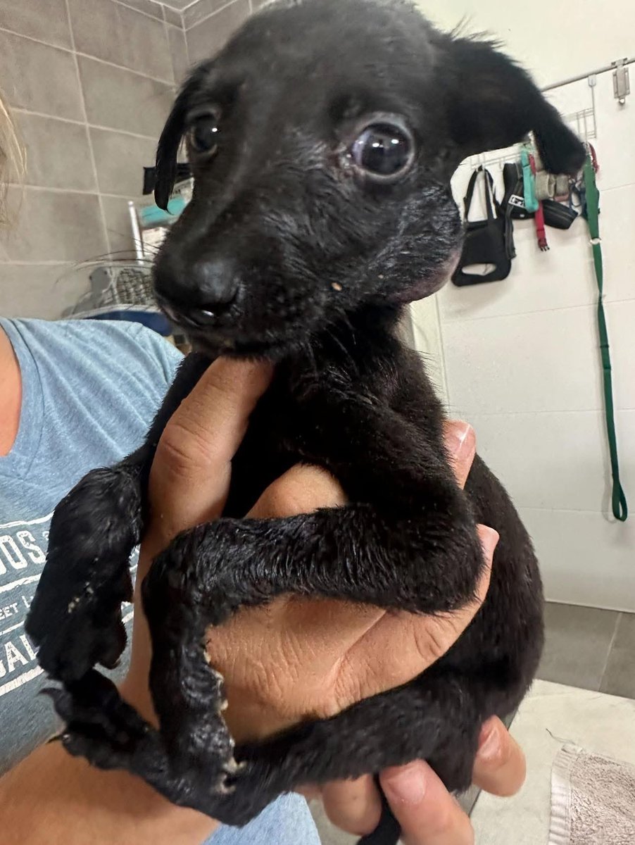 GalgosdelSol's tweet image. The bucket pups continue to have struggles.
Droplet has an abcess on the side of his face which will be treated now.
Honestly, I hope we can get these pups thru!
They don’t seem to be growing but are all eating quite well which is positive.