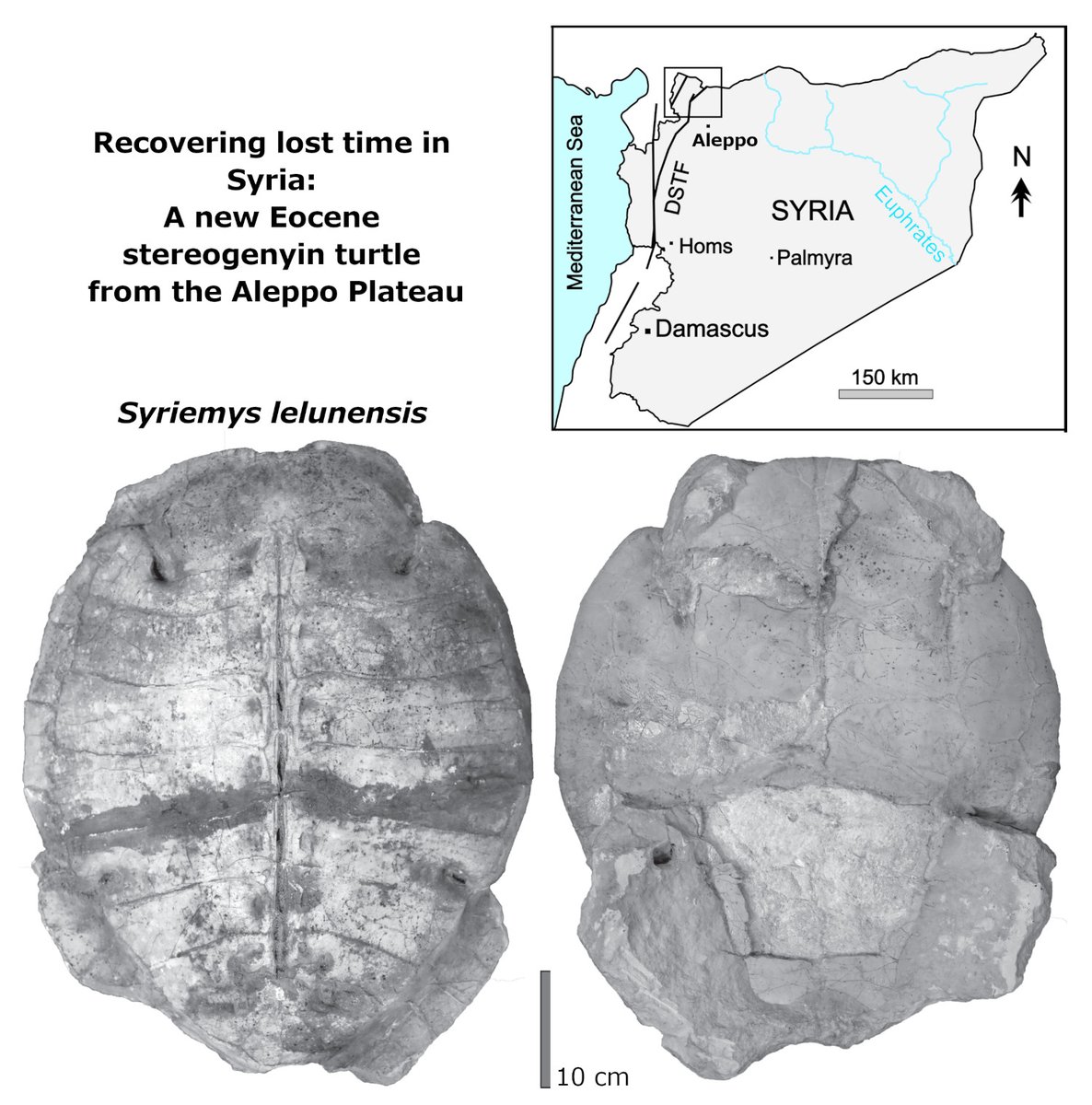 ThePalAss's tweet image. Recovering lost time in Syria: A new Eocene stereogenyin turtle from the Aleppo Plateau onlinelibrary.wiley.com/doi/10.1002/sp… @WhWafa @PaleoLabUSP @MorphoSource @MorphoBank @wileyearthspace