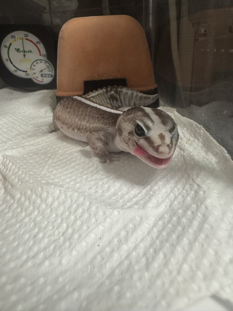 non_non825's tweet image. 餌の用意してたら早くよこせと笑
あげたらぺろり😋

かわいい🥰
できれば底床変えてから撮らせて欲しかったな😅