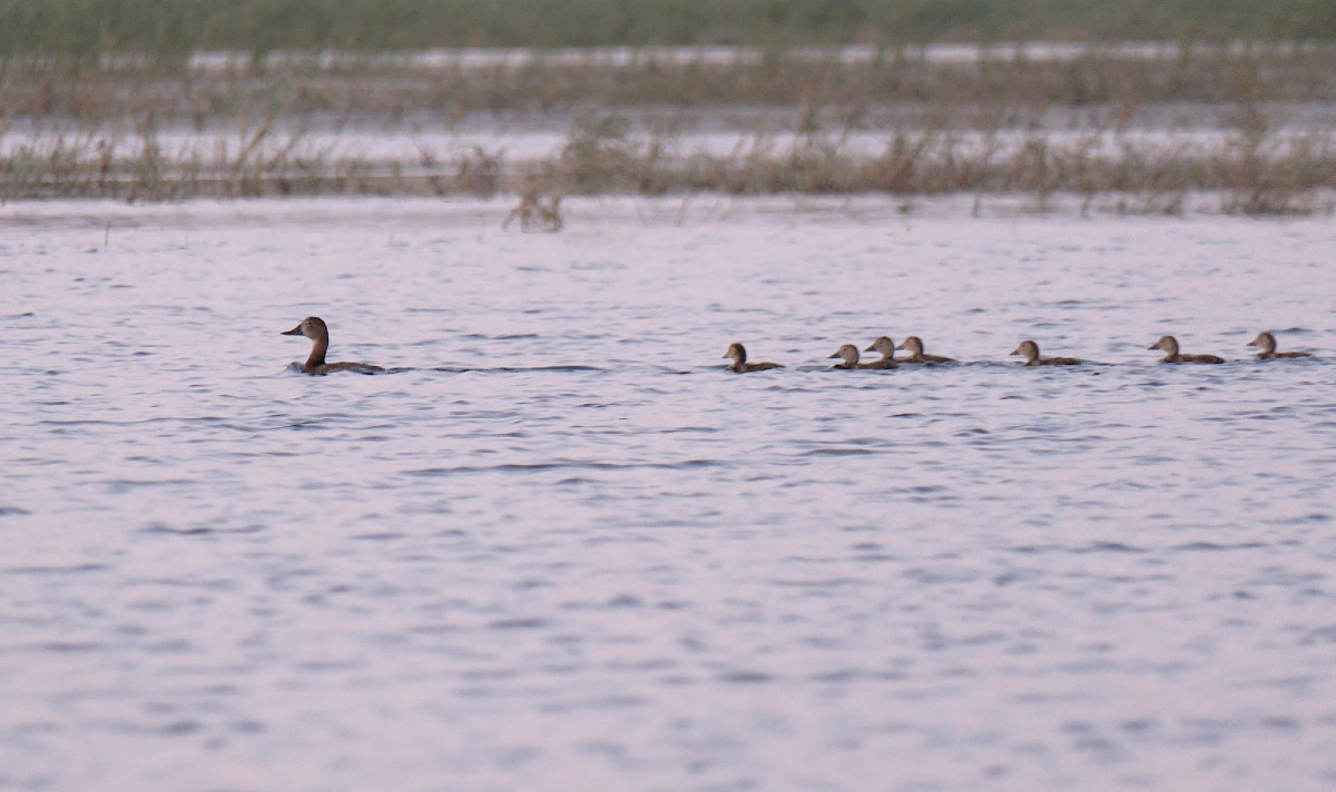 oapngob's tweet image. Que viene mama paaata, ¡pachín!🦆
Que vienen los patiiitos, ¡pachín, pachín, pachín!🦆🦆🦆
Estos polluelos de pato colorado y su madre disfrutan este verano de sus paseos por el humedal 💦
📍PN Tablas de Daimiel