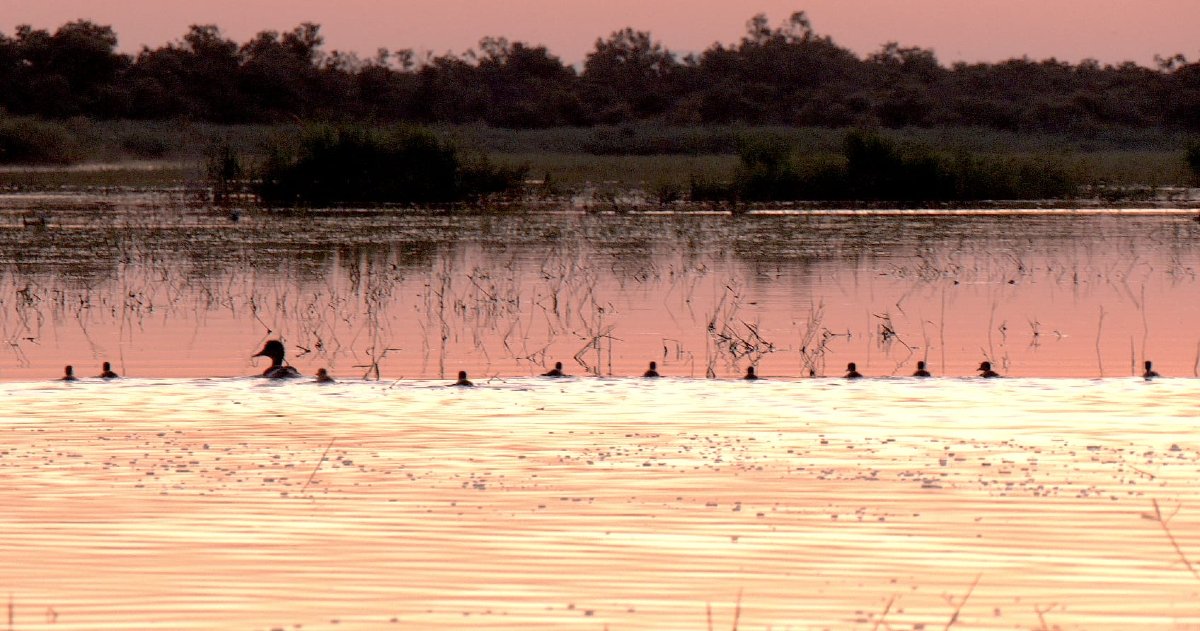 oapngob's tweet image. Que viene mama paaata, ¡pachín!🦆
Que vienen los patiiitos, ¡pachín, pachín, pachín!🦆🦆🦆
Estos polluelos de pato colorado y su madre disfrutan este verano de sus paseos por el humedal 💦
📍PN Tablas de Daimiel