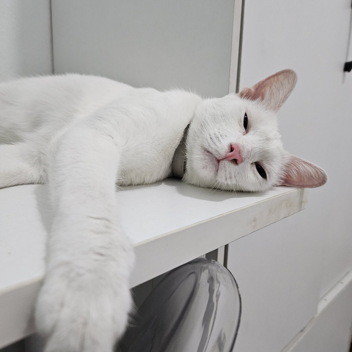 PuchyCatto's tweet image. My Pogs馃А is doing much better now, thank you all who wished him well! Here he's watching the typhoon rain, while Juju馃 is still recovering, I hope she gets better soon too. Also hoping to get back to regular posts next week. Thanks for your patience, and take care everyone 鉂わ笍