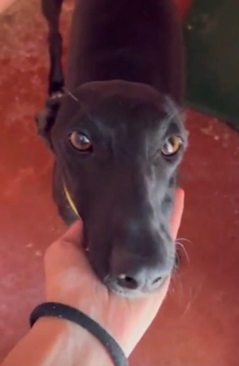 GalgosdelSol's tweet image. FINLAND 🇫🇮
We have a few dogs waiting to go to Helsinki 🇫🇮
Are you flying there soon from Alicante?
Can we hitch a ride for these beauties? If so please email galgosdelfenix@gmail.com ❤️🙏