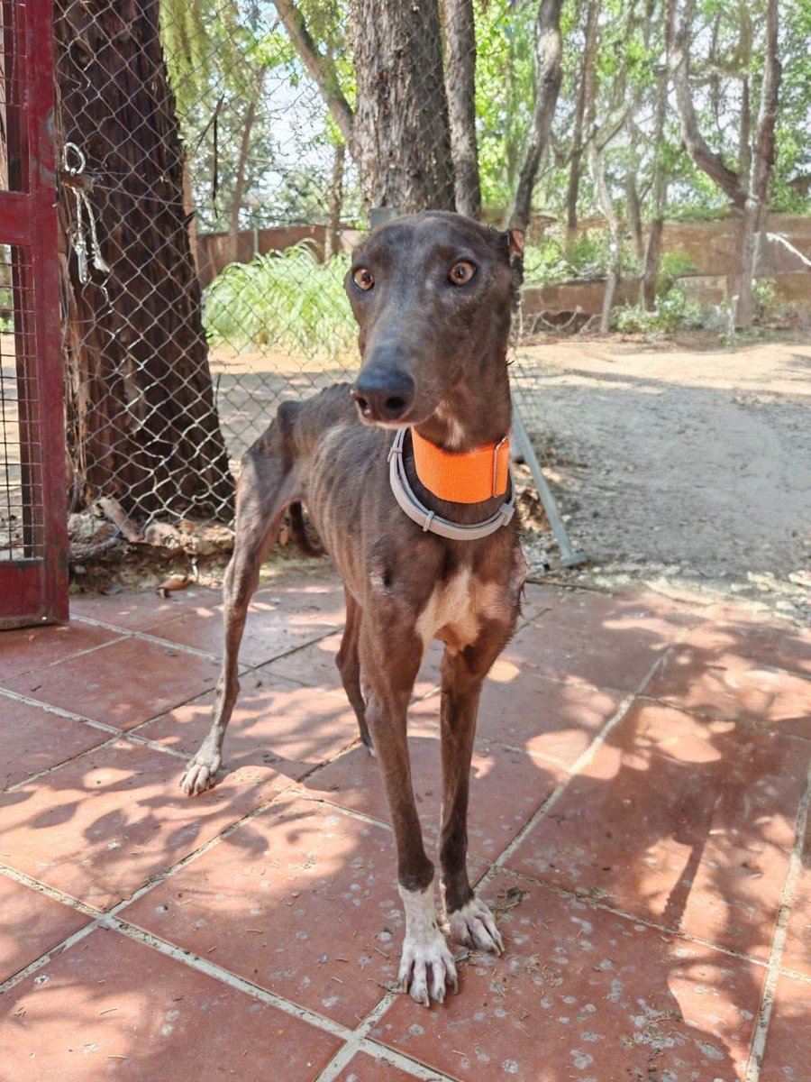 GalgosdelSol's tweet image. FINLAND 🇫🇮
We have a few dogs waiting to go to Helsinki 🇫🇮
Are you flying there soon from Alicante?
Can we hitch a ride for these beauties? If so please email galgosdelfenix@gmail.com ❤️🙏