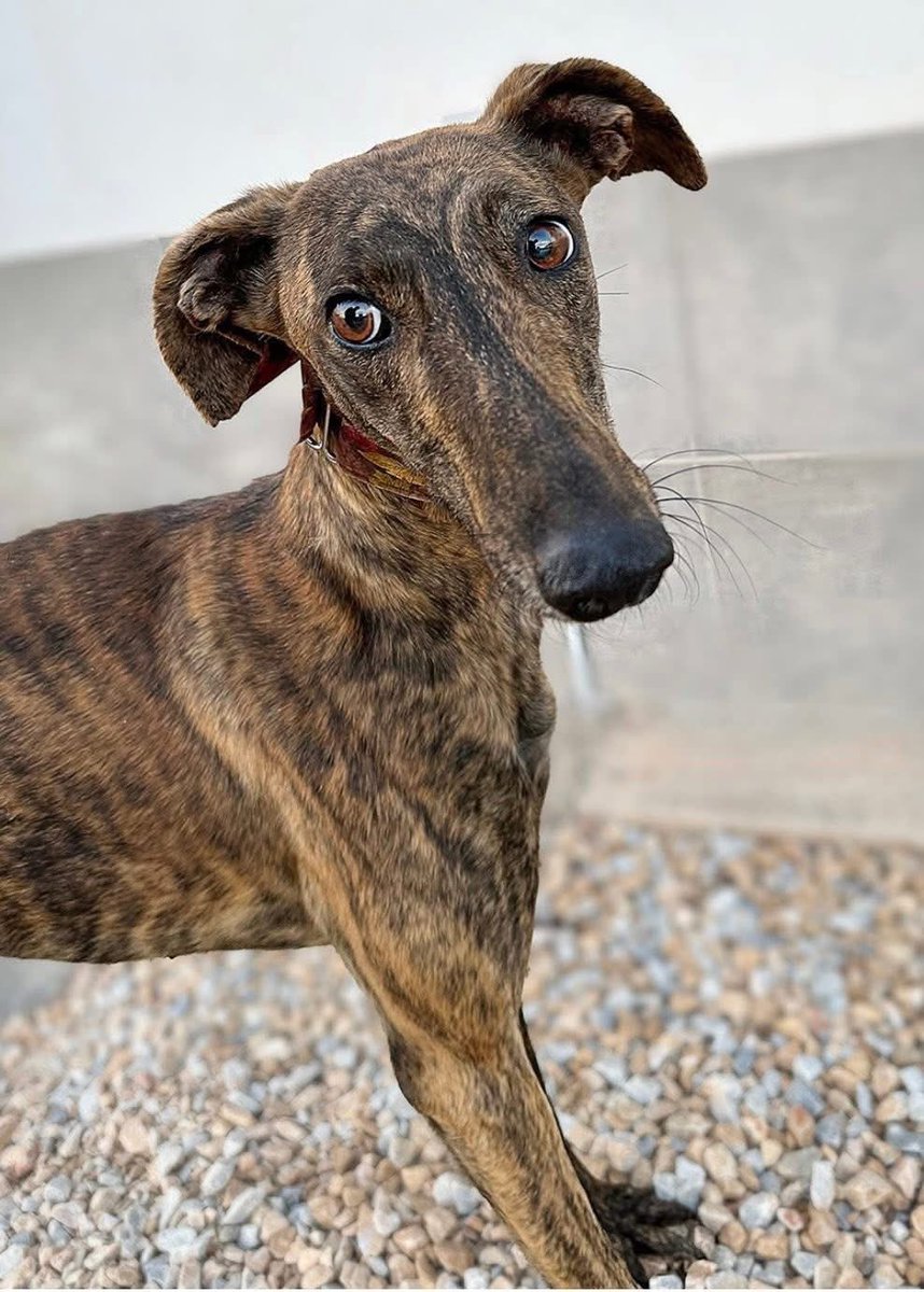 GalgosdelSol's tweet image. FINLAND 🇫🇮
We have a few dogs waiting to go to Helsinki 🇫🇮
Are you flying there soon from Alicante?
Can we hitch a ride for these beauties? If so please email galgosdelfenix@gmail.com ❤️🙏